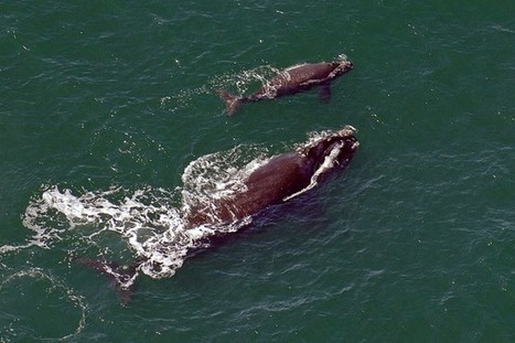Baleines noires de l'Atlantique Nord: aucun nouveau-né n'a été vu cet hiver ... | Zones humides - Ramsar - Océans | Scoop.it