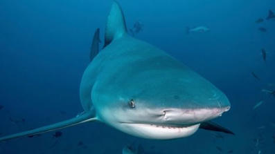 Peter kertoo: t&auml;lt&auml; haihy&ouml;kk&auml;ys oikeasti tuntuu | 1Uutiset - Lukemisen t&auml;hden | Scoop.it