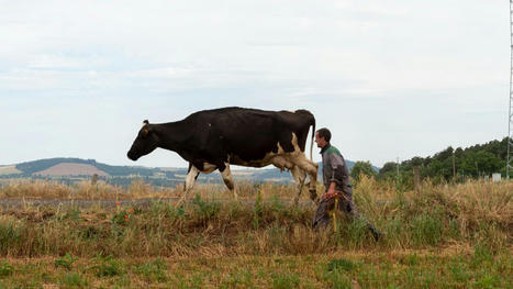 "La rémunération n’était pas là": en six ans, la France a perdu 837 000 vaches | Actualité Bétail | Scoop.it