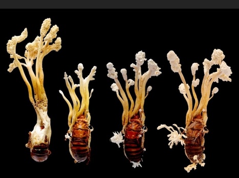 Diaporama : les plus belles photos scientifiques 2013 | Variétés entomologiques | Scoop.it