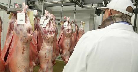 Actualités | Coronavirus : dépistages négatifs dans tous les abattoirs du Vaucluse | La Provence | La Gazette des abattoirs | Scoop.it