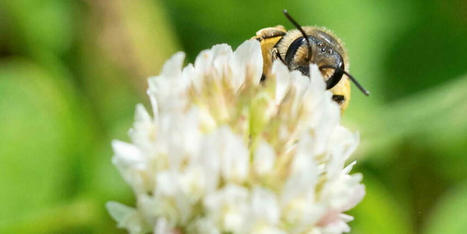 Le déclin des insectes pollinisateurs cause 500 000 décès prématurés par an | Biodiversité | Scoop.it