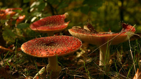 Des millions de vies menacées par une invasion de champignons toxiques liée au réchauffement climatique | Planète DDurable | Scoop.it