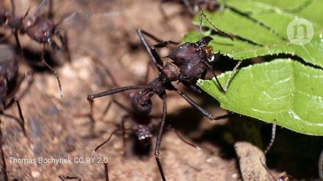 Les "fourmis b&acirc;tisseuses" ne communiquent pas entre elles | EntomoNews | Scoop.it