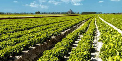 INRAE : une &eacute;tude fran&ccedil;aise montre le potentiel d&rsquo;une agriculture sans PESTICIDES | CIHEAM Press Review | Scoop.it