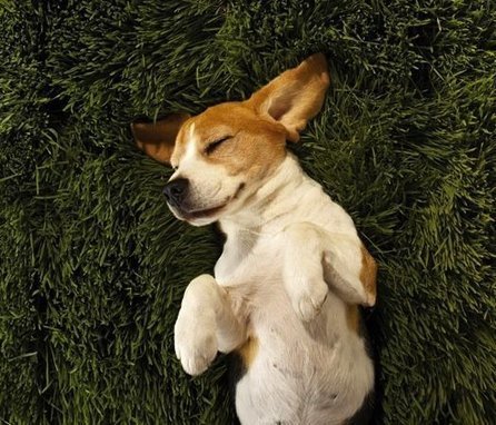 FYI: Do Animals Dream? | Science News | Scoop.it