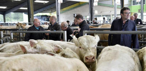 Bien-être animal : les marchés aux bestiaux s’organisent face aux fortes chaleurs | Actualité Bétail | Scoop.it