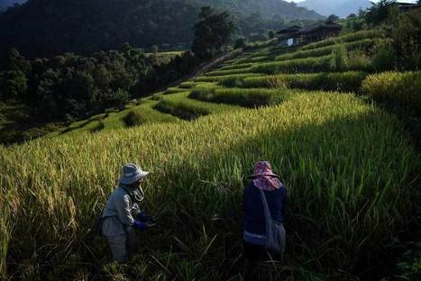 THAILAND: Thai rice farmers shun ‘big agribusiness’, fight climate change | SRI Global News ++ March - May 2025    System of Rice Intensification (SRI) | Scoop.it