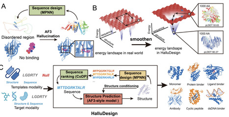 HalluDesign: Protein Optimization and de novo Design via Iterative Structure Hallucination and Sequence design | brvai | RMH | Scoop.it