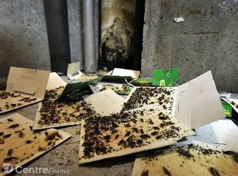 Clermont-Ferrand : des milliers de blattes envahissent un appartement | Variétés entomologiques | Scoop.it