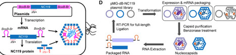 Polymorphic Structures of an Artificial Nucleocapsid Evolved from a Circularly Permuted Bacterial Protein Cage | brvbe | RMH | Scoop.it