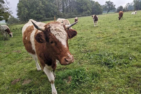 Comment cette race bovine originaire du Puy-de-Dôme a été sauvée de la disparition | Actualité Bétail | Scoop.it