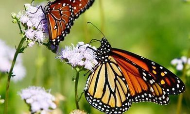 Tracking The Causes Of Massive 59% Monarch Butterfly Decline - GMOs, Pesticides, Habitat Loss | BIODIVERSITY IS LIFE  – | Scoop.it