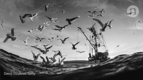 Protect the high seas from harm | Coastal Restoration | Scoop.it