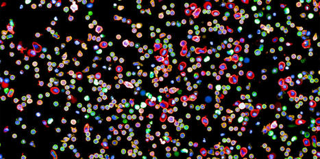 First map of immune system connections reveals new therapeutic opportunities for the future | Amazing Science | Scoop.it