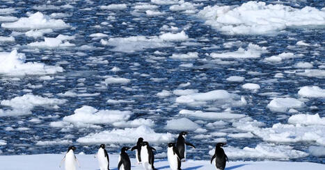 Antarctic penguin breeding is happening sooner, and that's a problem | Soggy Science | Scoop.it