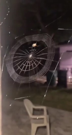 L'art de la nature, une araignée qui construit sa toile (accéléré) | Les Colocs du jardin | Scoop.it