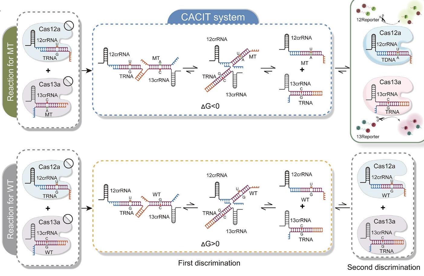 Development of a multifunctional nucleic acid r...