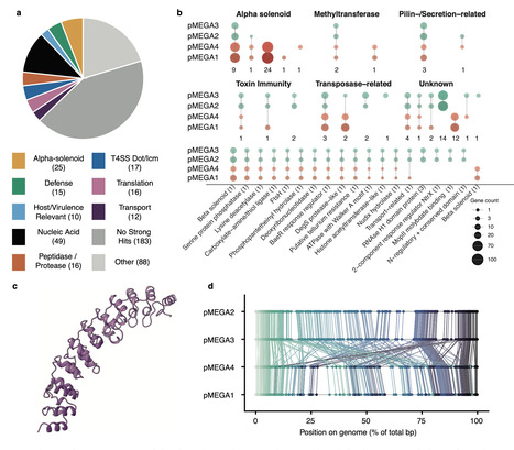 Identification and genetic characterization of megabase-scale plasmids of Enterobacteriaceae | Ncm | RMH | Scoop.it