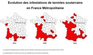 Affiner la réglementation « termites » : les applicateurs ne comprennent pas | Immobilier | Scoop.it