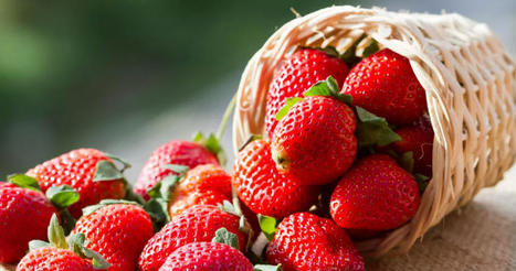 TUNISIE : Béja : la récolte des fraises à Ouechtata estimée à plus de 1100 tonnes | CIHEAM Press Review | Scoop.it