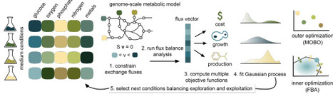 Multiobjective design of growth media with genome-scale metabolic models and Bayesian optimization | brvme | RMH | Scoop.it