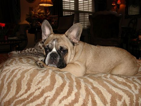 Blue French Bulldog Puppies For Sale French Bu