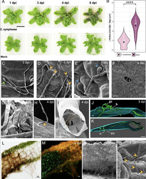Plant&ndash;fungi interactions in Marchantia polymorpha are associated with horizontal gene transfer and terpene metabolism | pnas | RMH | Scoop.it