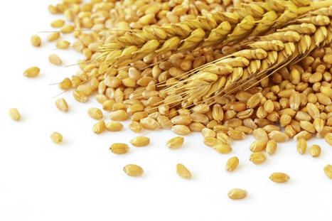 TUNISIA has had a good grain harvest | MED-Amin network | Scoop.it