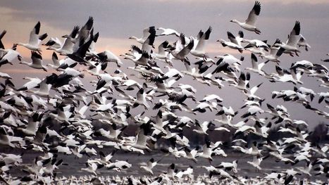 200 000 oies blanches déjouent les chasseurs | Les oiseaux au gré du vent | Scoop.it