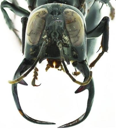 Une gu&ecirc;pe de belle taille / Megalara garuda: the King of Wasps | EntomoNews | Scoop.it