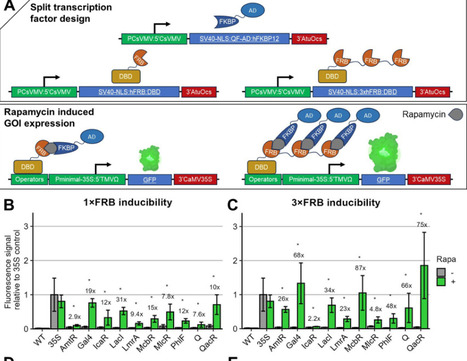 Engineering Rapamycin-Induced Dimerization for Control of Gene Expression in Plants | asb | RMH | Scoop.it
