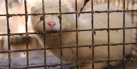 Utah hushed up brewing catastrophic threat to keep animal rights groups in the dark - Raw Story | Operation Deimos | Scoop.it