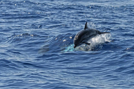 Cette hydrolienne reprend le principe des nageoires de dauphin - Science post | Pour innover en agriculture | Scoop.it