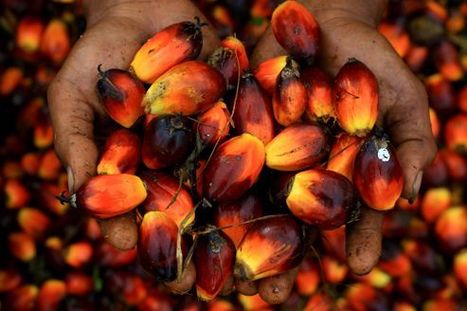 «Faire de l'huile de palme un poison n'est pas justifié» | ITERG - Veille sectorielle | Scoop.it