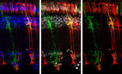 How Fish Can Regenerate Eye Injuries at the Cellular Level - Communications and Marketing - Heidelberg University | Genetics - GEG Tech top picks | Scoop.it