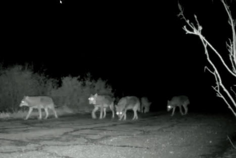 L'article à lire pour comprendre comment le loup est arrivé aux portes de Marseille | Biodiversité | Scoop.it