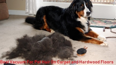 The 7 Best Vacuum For Pet Hair On Carpet And Ha