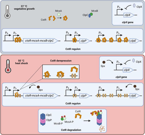 Requirement of ClpX for CtsR dissociation from its operator elements upon heat stress in Bacillus subtilis | frn | RMH | Scoop.it