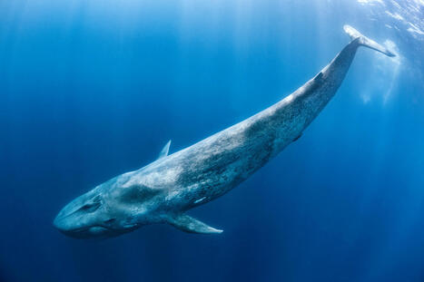 Sur la piste des baleines - WWF | Biodiversité | Scoop.it