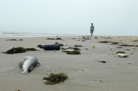 Mort de milliers de poissons au Viêt Nam: une usine taïwanaise soupçonnée | Pollution / http://www.lapresse.ca du 25.04.2016 | Pollution accidentelle des eaux par produits chimiques | Scoop.it