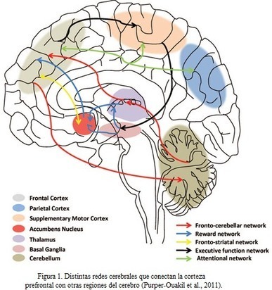 Funciones ejecutivas en el aula: una nueva educación es posible | NeuroPsicoEducación al Día | Scoop.it