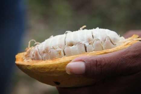 Making Chocolate Like The Mayas Used To | Cayo Scoop!  The Ecology of Cayo Culture | Scoop.it