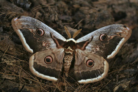 Saison 2022 du Projet L&eacute;pinoc | EntomoScience | Scoop.it