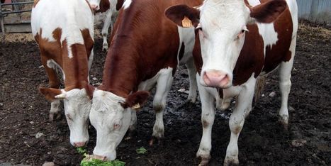 Doubs : Super U se met &agrave; l'&eacute;levage de vaches | Paysage - Agriculture | Scoop.it