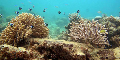 Aux Antilles, les coraux sous la menace d’un « blanchissement sévère » et d’un « risque de mortalité » | Changement climatique & Biodiversité | Scoop.it
