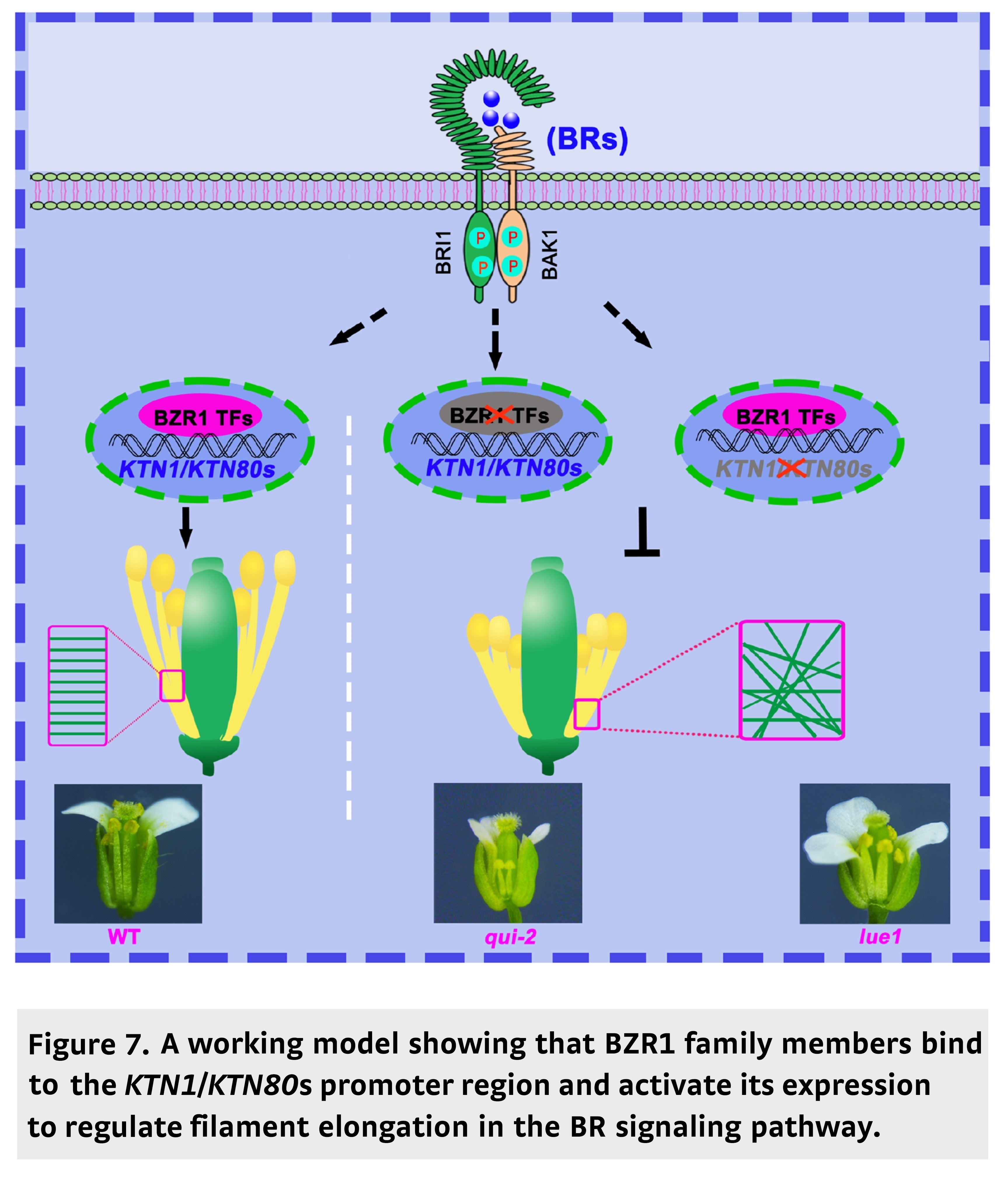 Brassinosteroid Signals Cooperate With Katanin-...