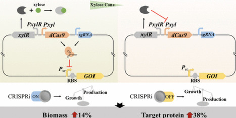 Finely Tuned CRISPRi Module for Upgrading the Performance of Constitutive Promoters in the Bacillus subtilis Protein Expression System | acs | RMH | Scoop.it