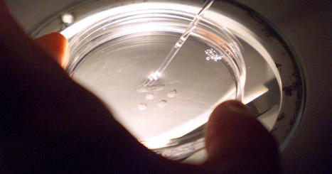 Un "mod&egrave;le d&rsquo;embryon humain" cr&eacute;&eacute; en laboratoire&nbsp;: une r&eacute;volution scientifique&nbsp;? | Bio&eacute;thique & Procr&eacute;ation | Scoop.it