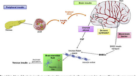 What Is Type 3 Diabetes? | Escepticismo y pensamiento crítico | Scoop.it